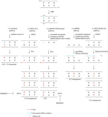 Mutating for Good: DNA Damage Responses During Somatic Hypermutation